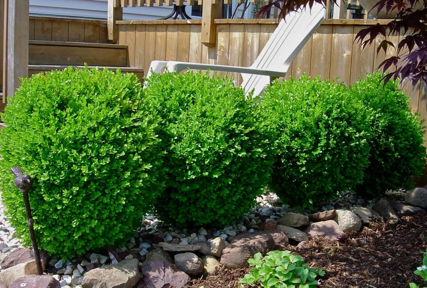 Buxus Microphylla Winter Gem Hedge Form - View 10 from www redcrocus com