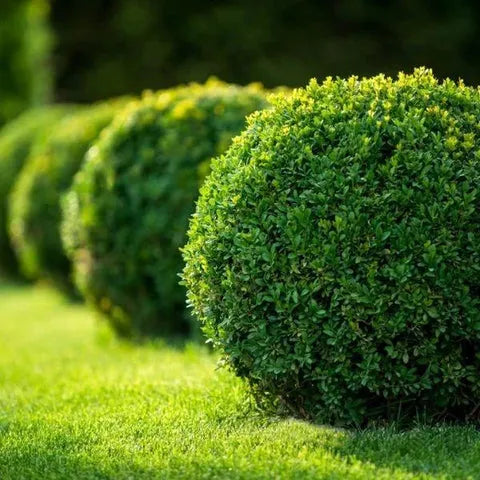 Buxus Microphylla Winter Gem Hedge Form - View 11 from www redcrocus com