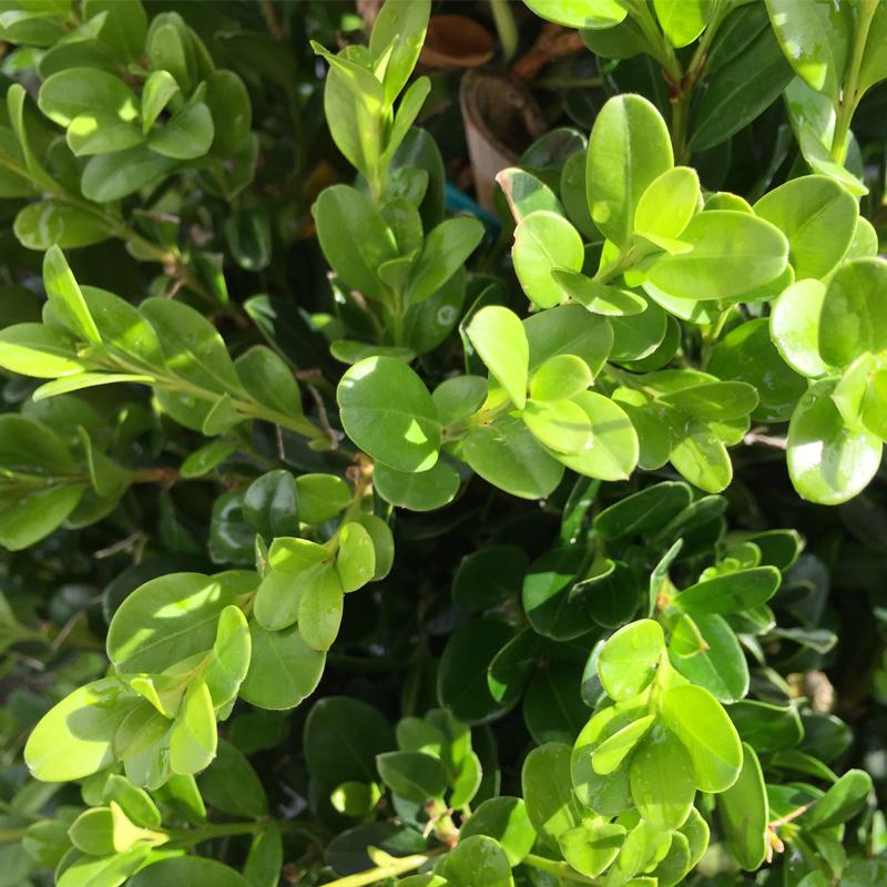 Buxus Microphylla Winter Gem Hedge Form - View 11 from www redcrocus com
