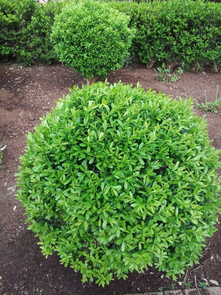 Buxus Microphylla Winter Gem Hedge Form - View 14 from www redcrocus com