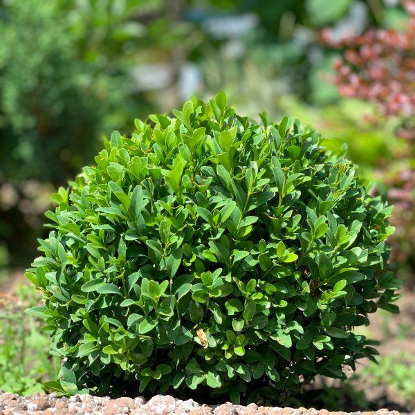 Buxus Microphylla Winter Gem Hedge Form - View 16 from www redcrocus com