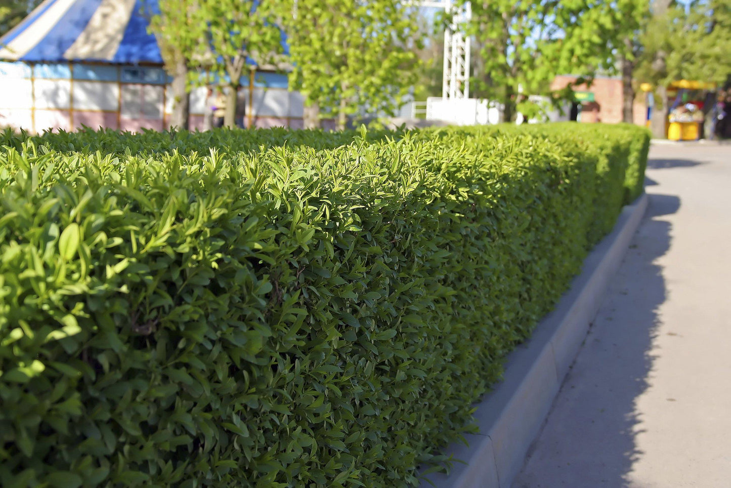 Buxus Microphylla Winter Gem Hedge Form - View 17 from www redcrocus com