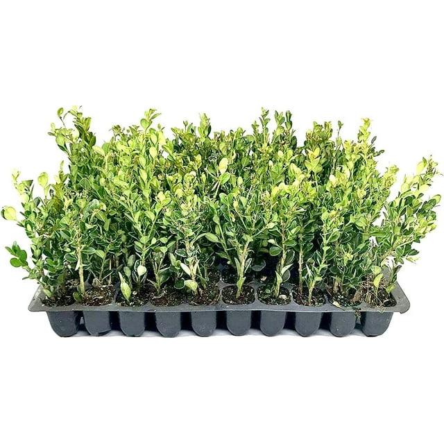 Buxus Microphylla Winter Gem Hedge Form - View 19 from www redcrocus com