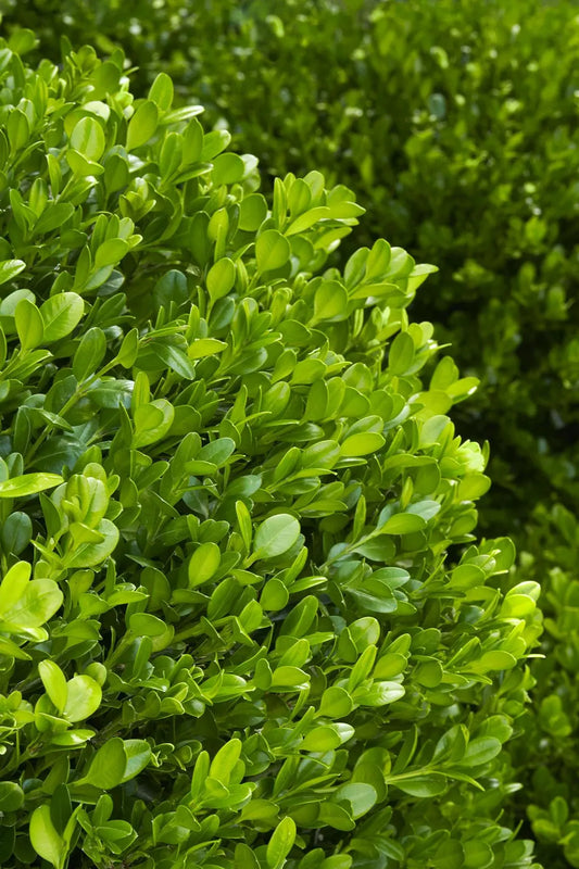 Buxus Microphylla Winter Gem Hedge Form - View 1 from www redcrocus com