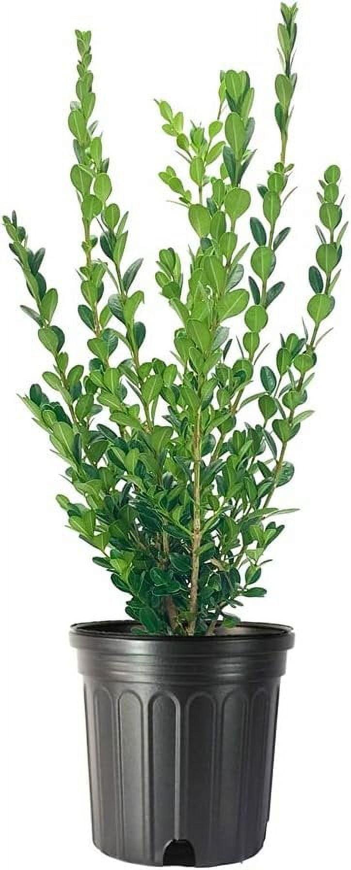 Buxus Microphylla Winter Gem Hedge Form - View 2 from www redcrocus com
