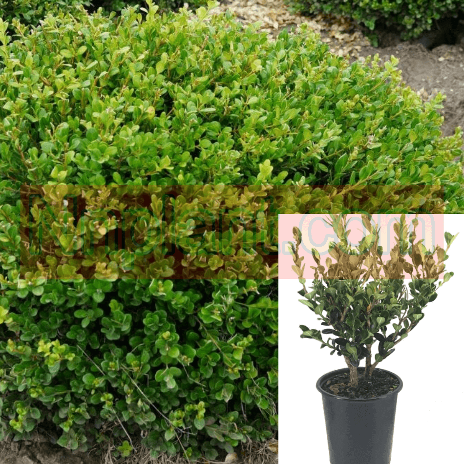 Buxus Microphylla Winter Gem Hedge Form - View 3 from www redcrocus com