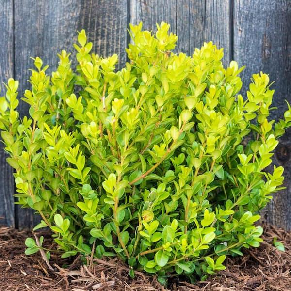 Buxus Microphylla Winter Gem Hedge Form - View 4 from www redcrocus com