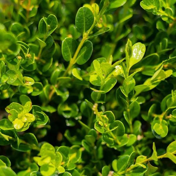 Buxus Microphylla Winter Gem Hedge Form - View 5 from www redcrocus com