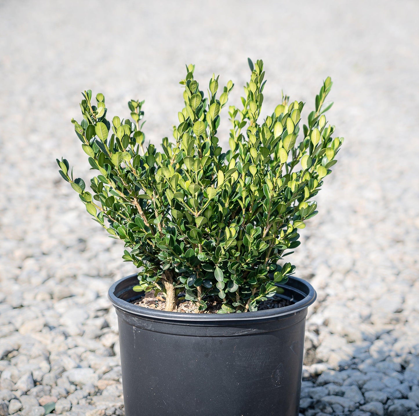 Buxus Microphylla Winter Gem Hedge Form - View 9 from www redcrocus com