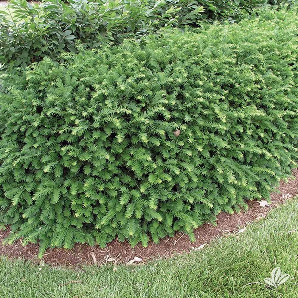 Taxus Media Dark Green Spreader - View 10 from www redcrocus com