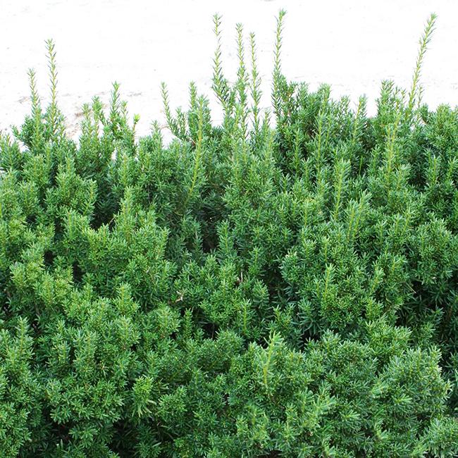 Taxus Media Dark Green Spreader - View 13 from www redcrocus com