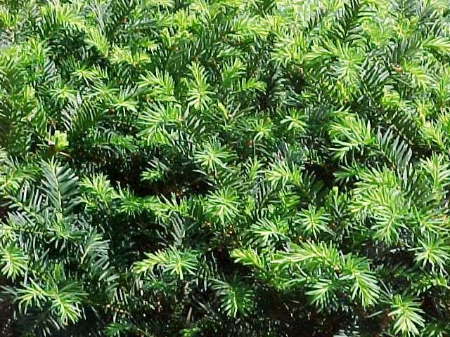 Taxus Media Dark Green Spreader - View 18 from www redcrocus com