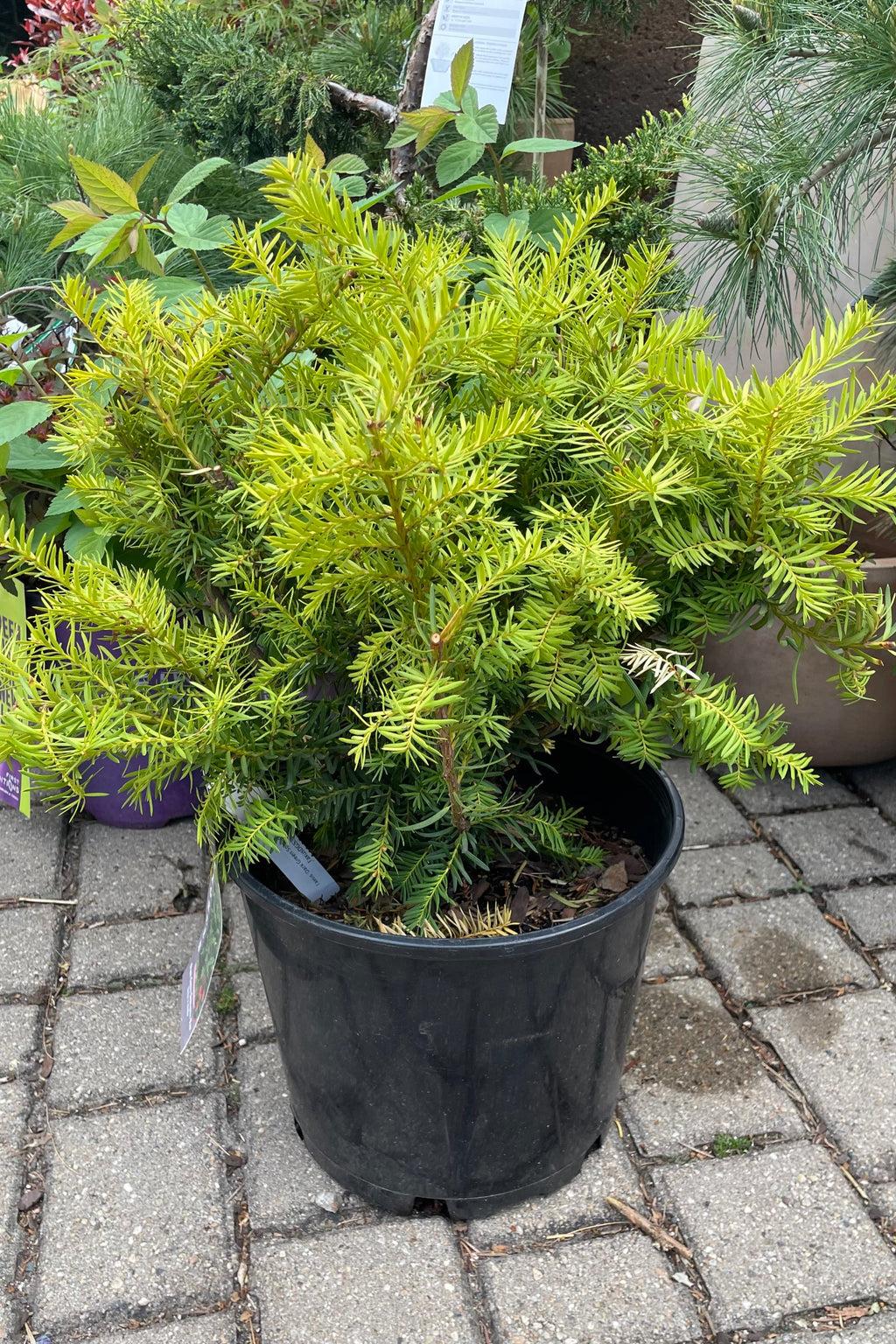 Taxus Media Dark Green Spreader - View 2 from www redcrocus com