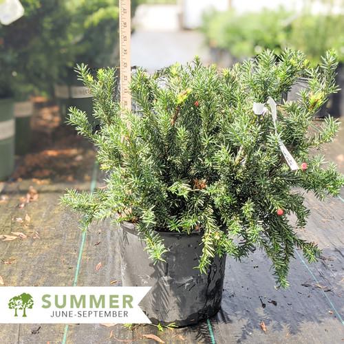 Taxus Media Dark Green Spreader - View 6 from www redcrocus com