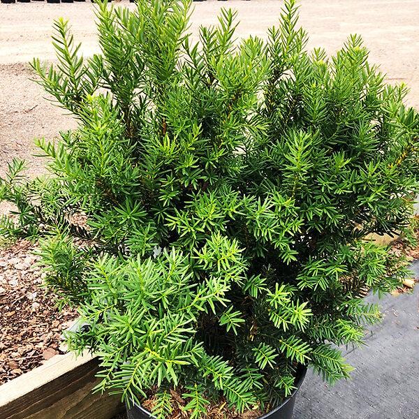 Taxus Media Dark Green Spreader - View 8 from www redcrocus com