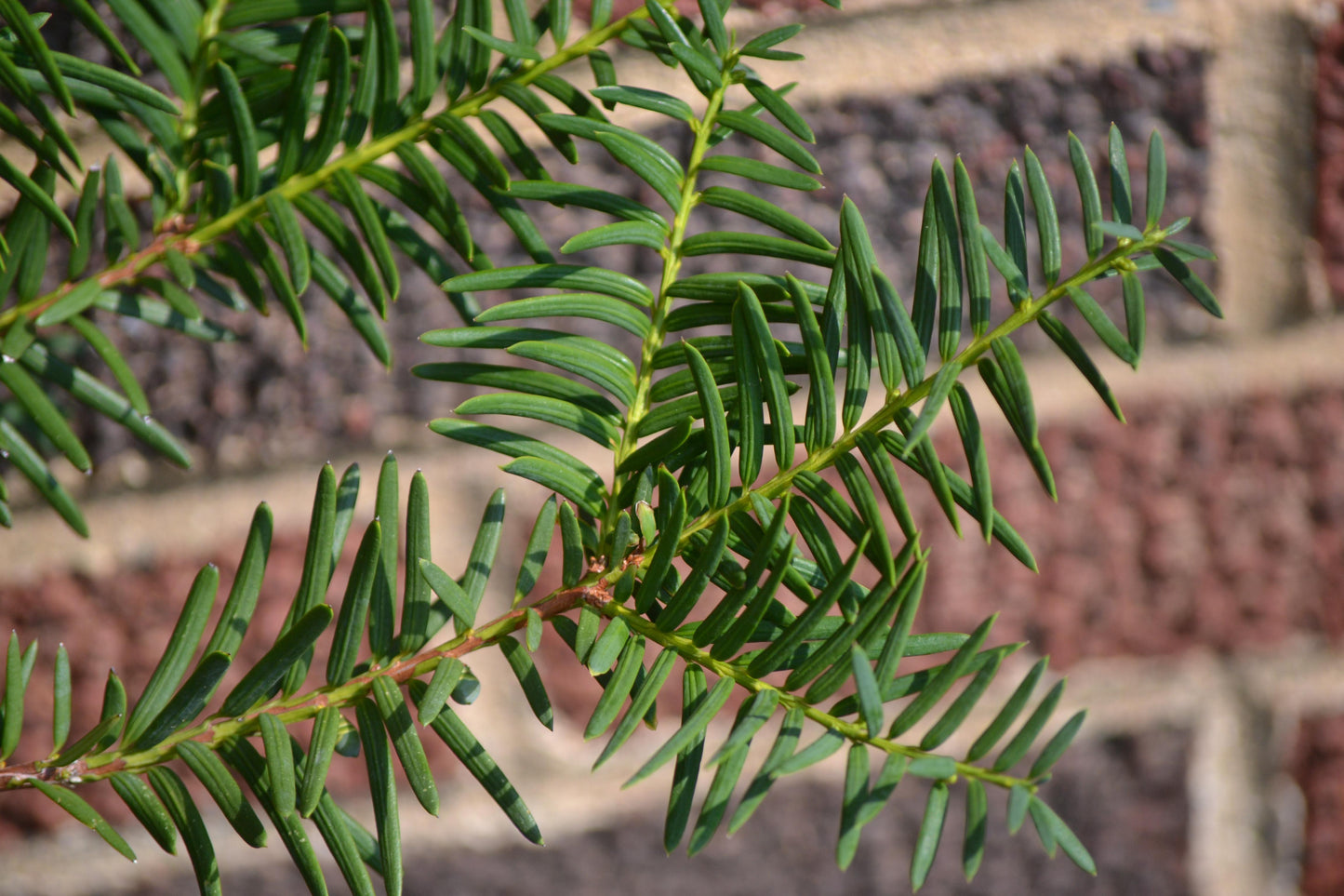 Taxus Media Dark Green Spreader - View 9 from www redcrocus com
