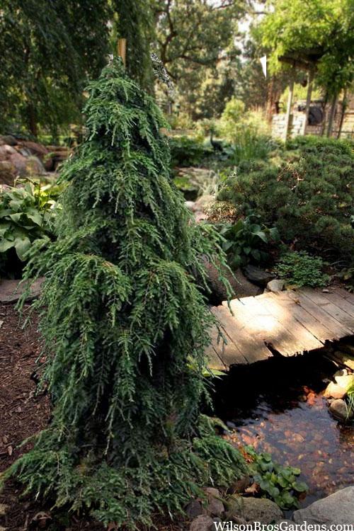 Tsuga Canadensis Pendula - View 10 from www redcrocus com