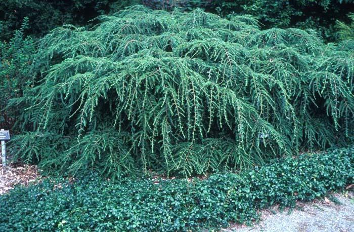 Tsuga Canadensis Pendula - View 13 from www redcrocus com