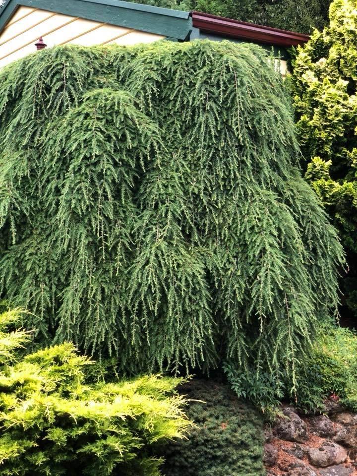 Tsuga Canadensis Pendula - View 17 from www redcrocus com
