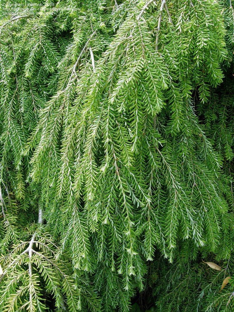 Tsuga Canadensis Pendula - View 5 from www redcrocus com