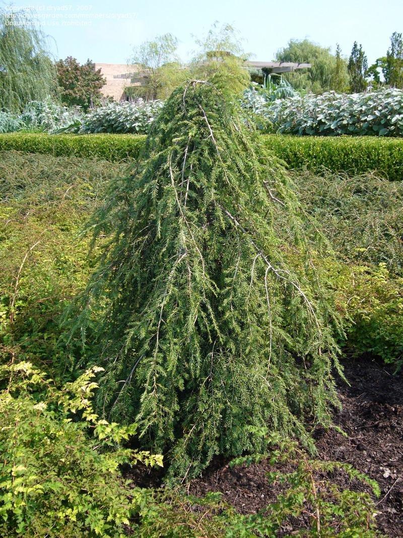 Tsuga Canadensis Pendula - View 8 from www redcrocus com