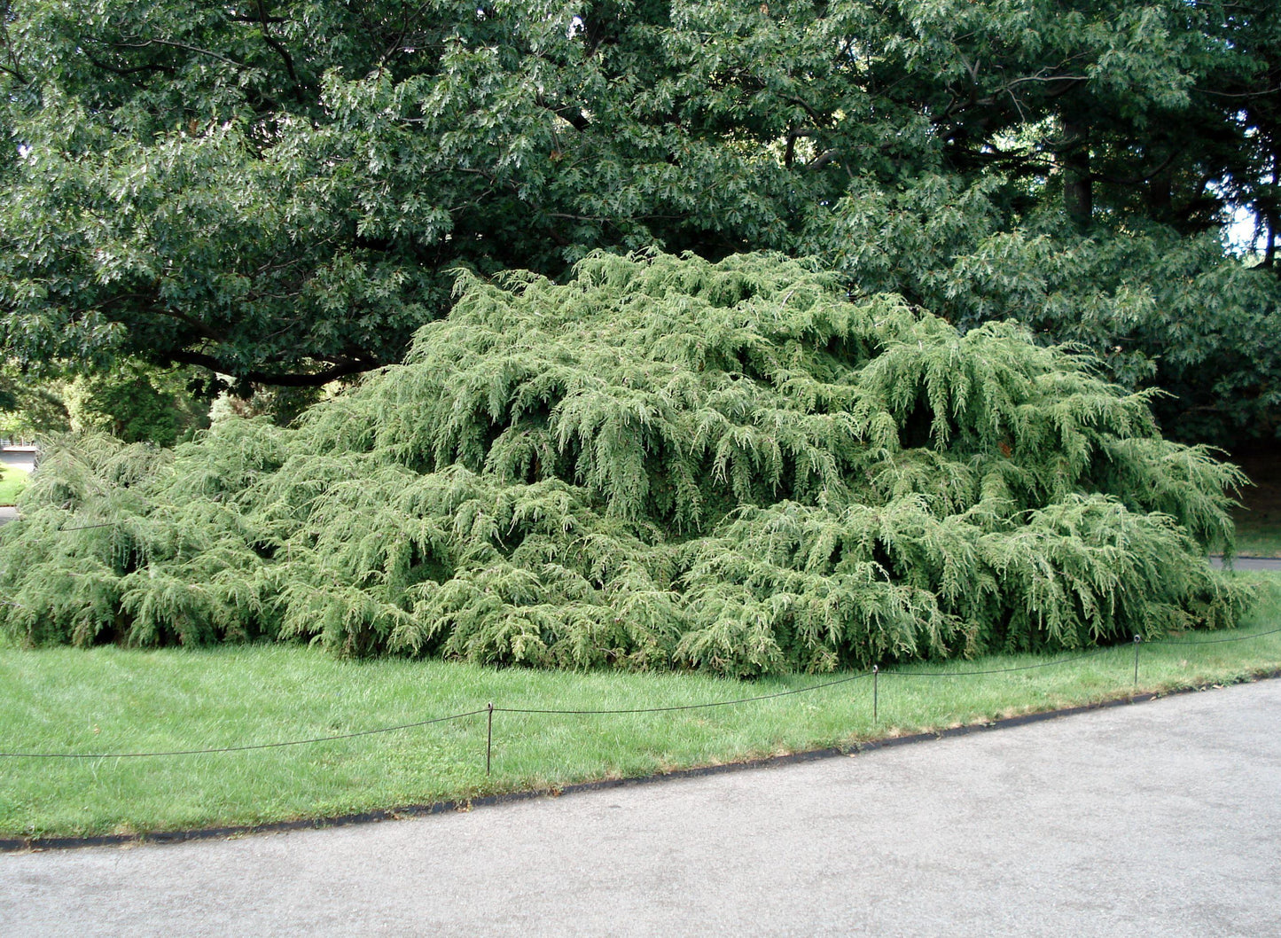 Tsuga Canadensis Pendula - View 9 from www redcrocus com