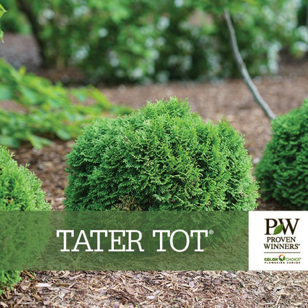Thuja Occidentalis Tater Tot - View 10 from www redcrocus com