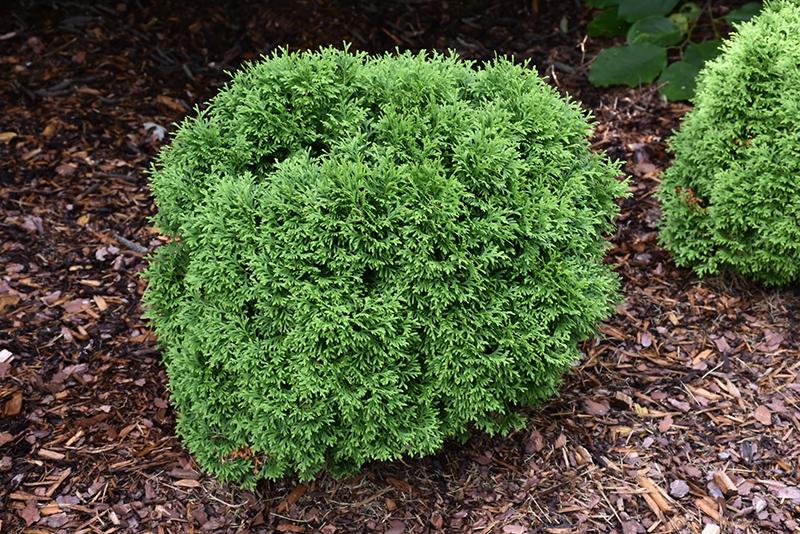 Thuja Occidentalis Tater Tot - View 11 from www redcrocus com