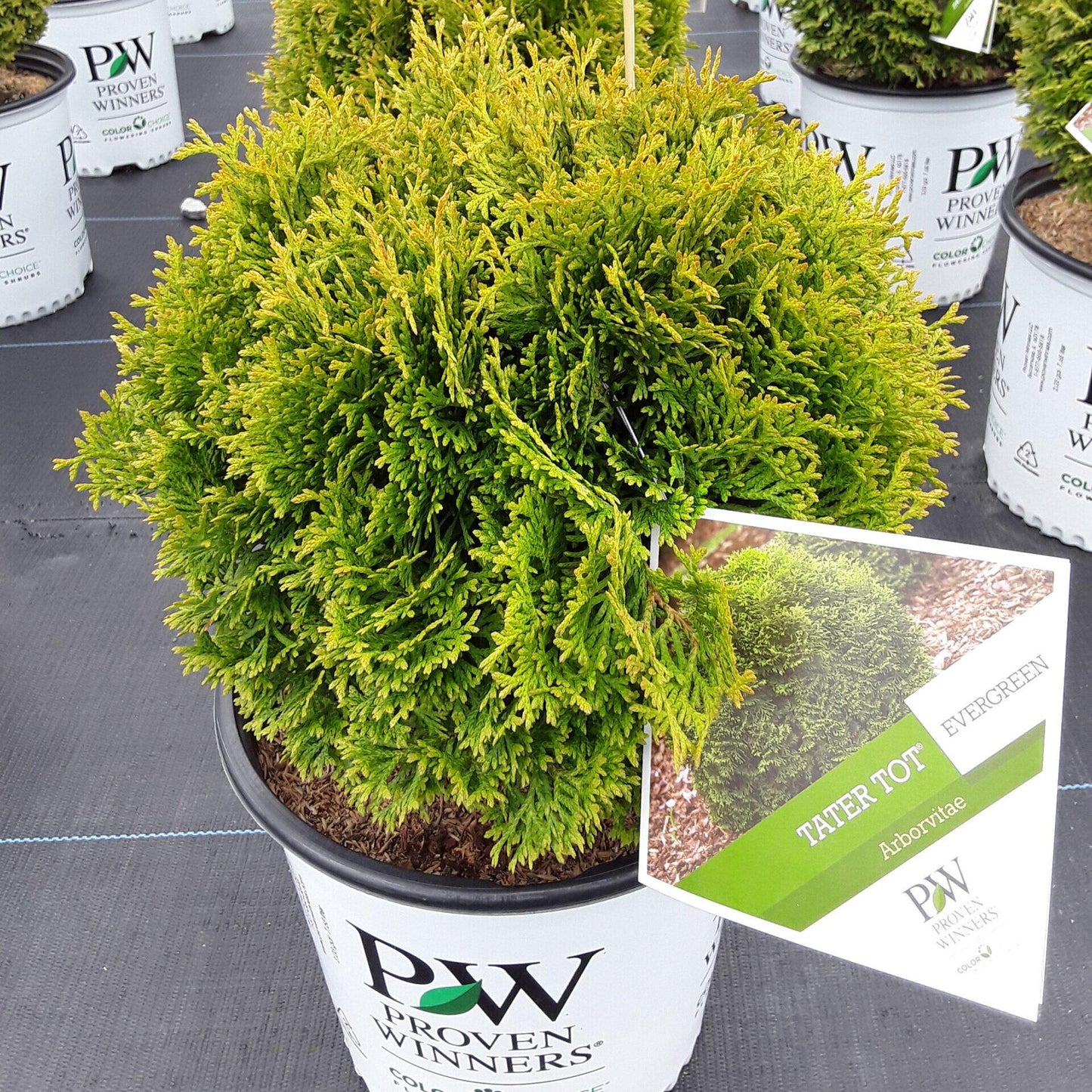 Thuja Occidentalis Tater Tot - View 12 from www redcrocus com