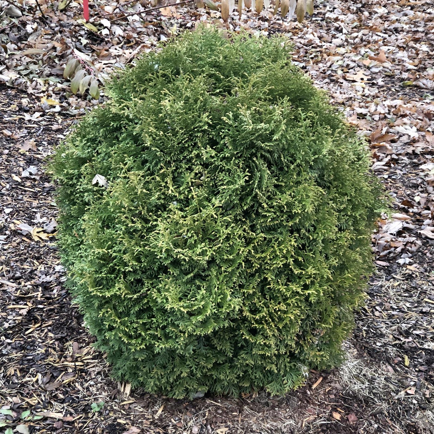 Thuja Occidentalis Tater Tot - View 13 from www redcrocus com
