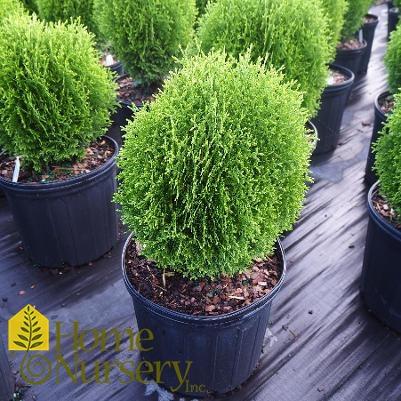 Thuja Occidentalis Tater Tot - View 14 from www redcrocus com