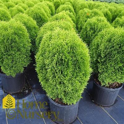 Thuja Occidentalis Tater Tot - View 15 from www redcrocus com