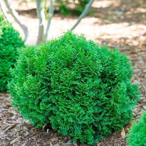 Thuja Occidentalis Tater Tot - View 16 from www redcrocus com