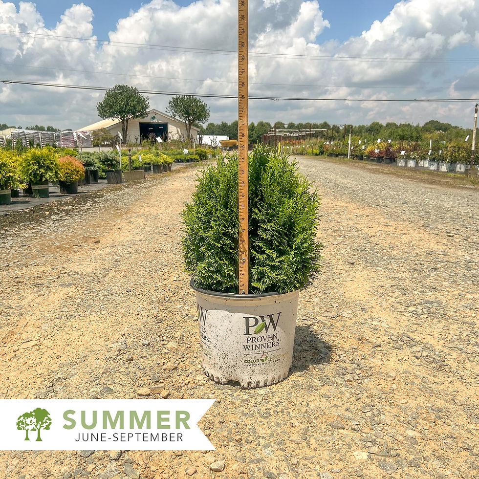 Thuja Occidentalis Tater Tot - View 18 from www redcrocus com