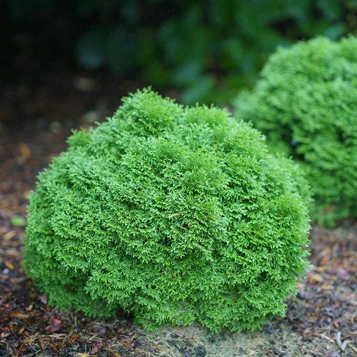 Thuja Occidentalis Tater Tot - View 1 from www redcrocus com
