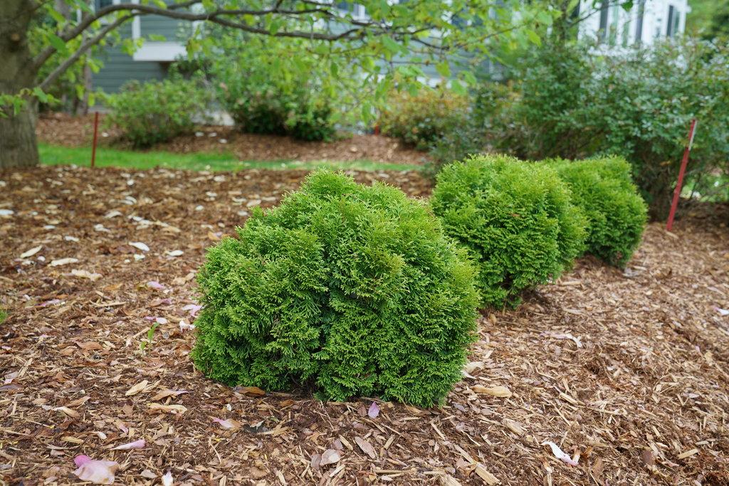 Thuja Occidentalis Tater Tot - View 3 from www redcrocus com
