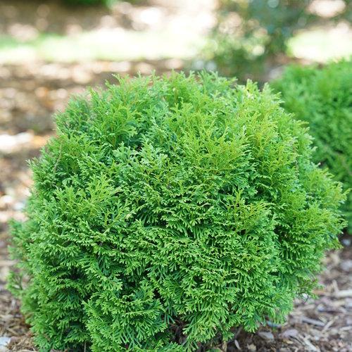 Thuja Occidentalis Tater Tot - View 4 from www redcrocus com