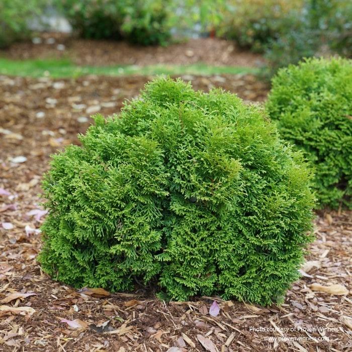 Thuja Occidentalis Tater Tot - View 5 from www redcrocus com