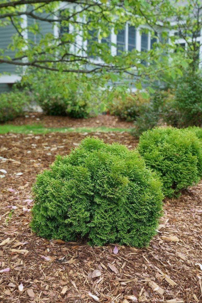 Thuja Occidentalis Tater Tot - View 6 from www redcrocus com