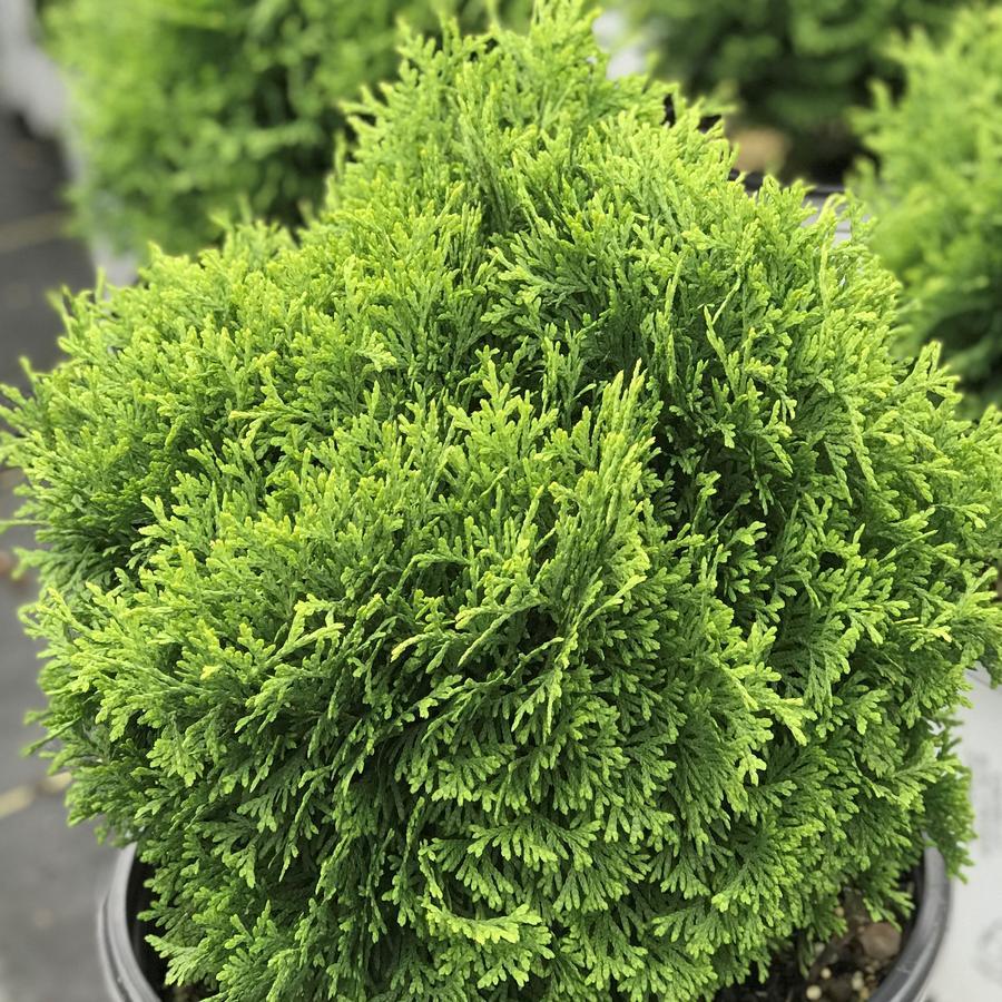 Thuja Occidentalis Tater Tot - View 7 from www redcrocus com
