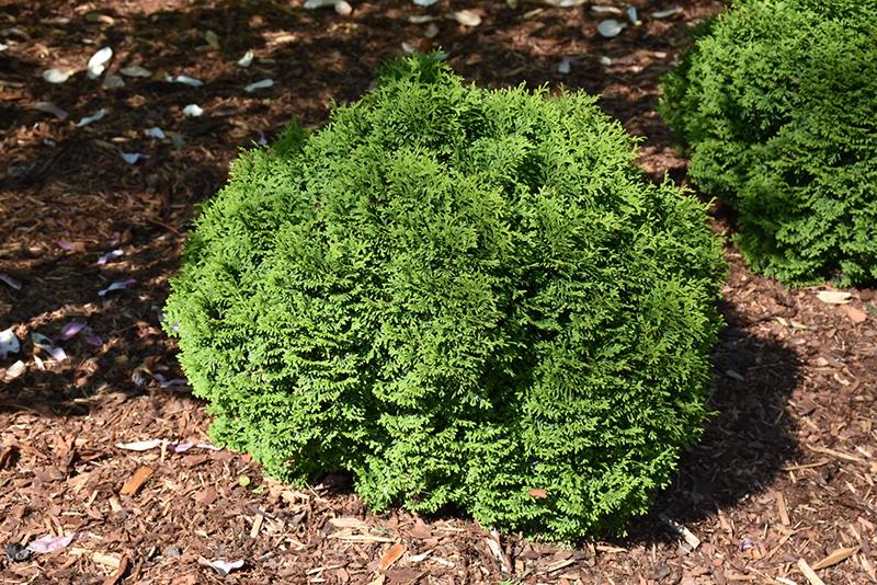Thuja Occidentalis Tater Tot - View 8 from www redcrocus com
