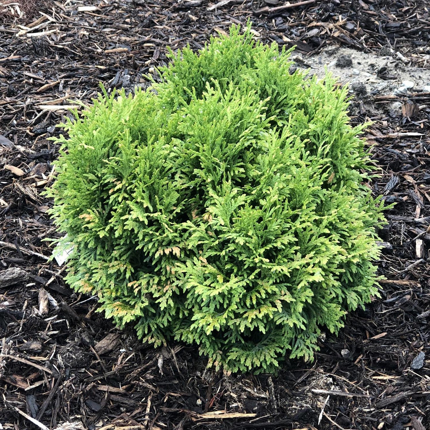 Thuja Occidentalis Tater Tot - View 9 from www redcrocus com