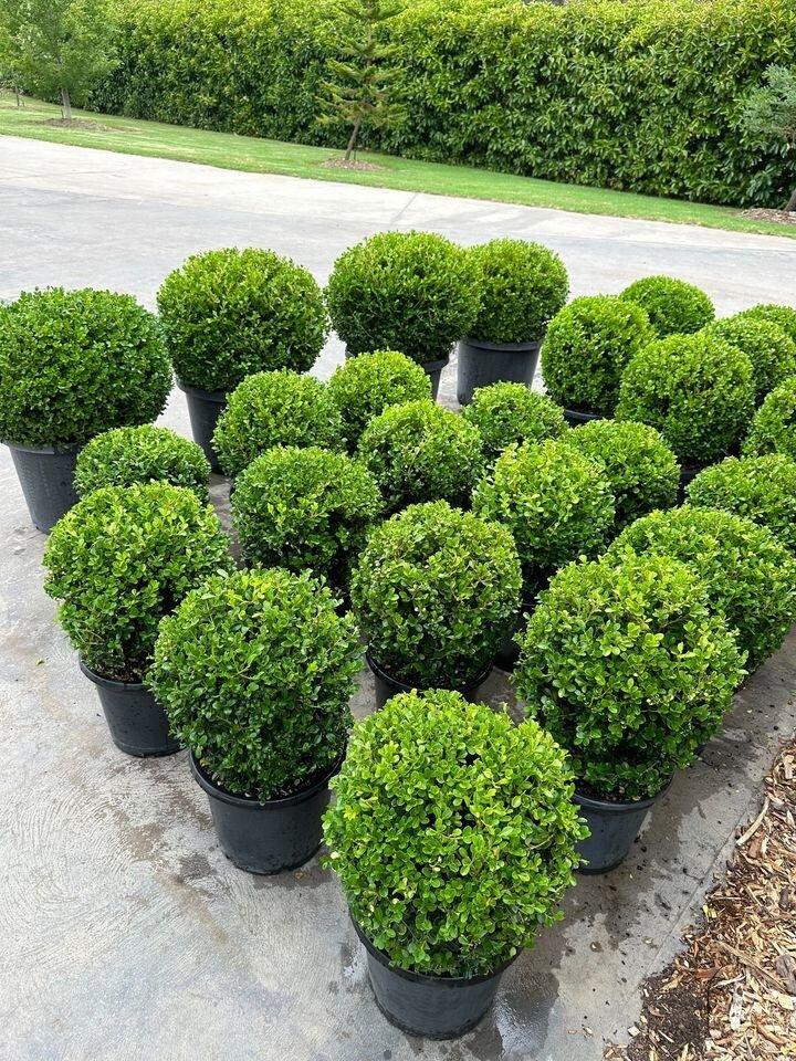 Buxus Microphylla Green Mountain 3 Ball - View 15 from www redcrocus com