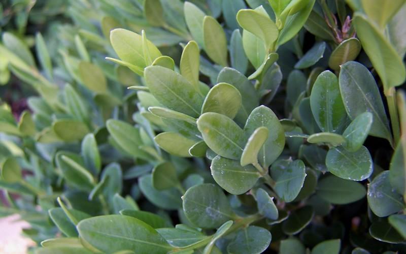 Buxus Microphylla Green Mountain 3 Ball - View 16 from www redcrocus com