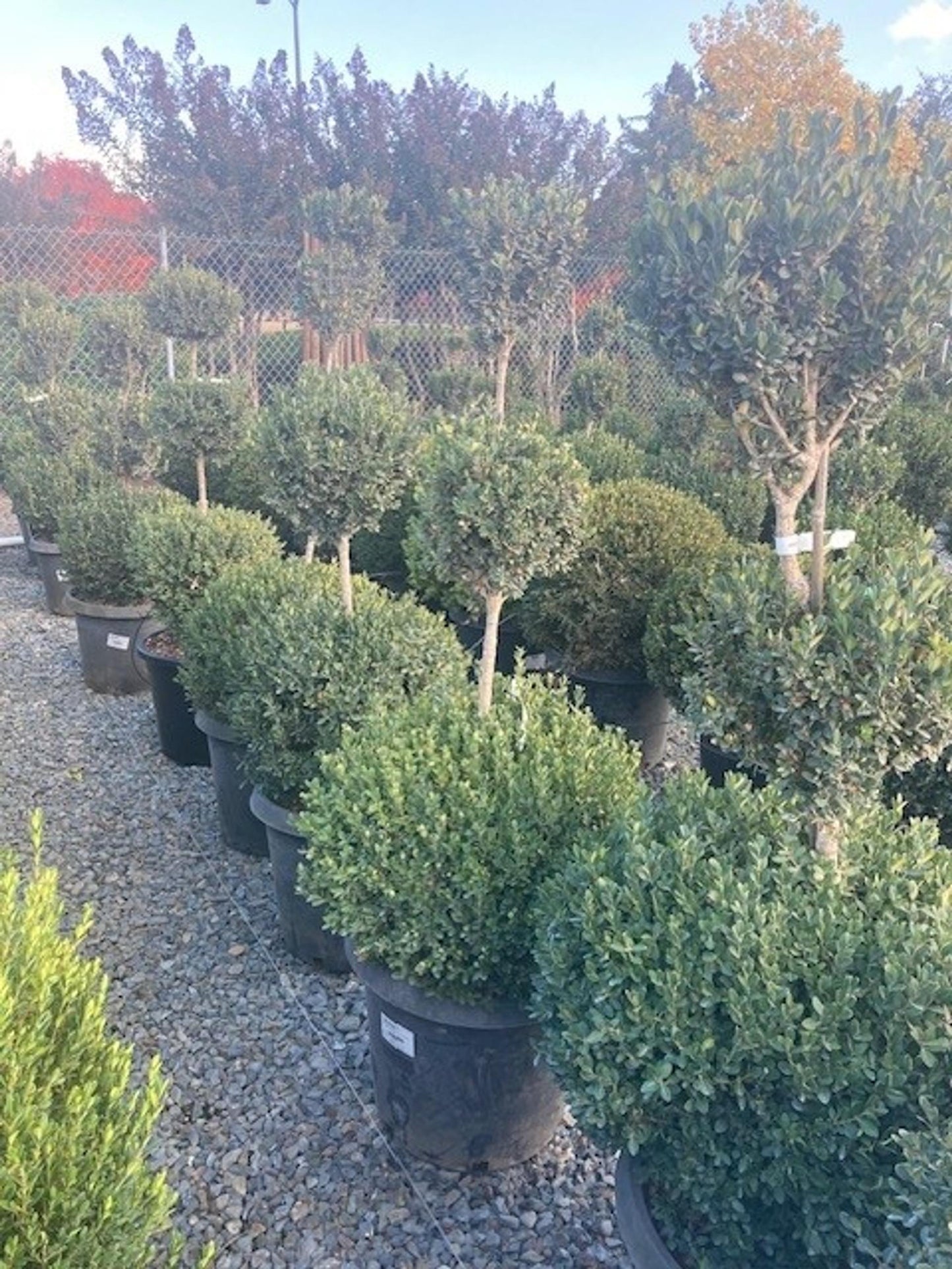 Buxus Microphylla Green Mountain 3 Ball - View 2 from www redcrocus com