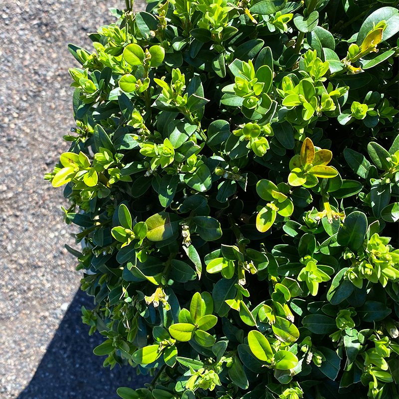 Buxus Microphylla Green Mountain 3 Ball - View 3 from www redcrocus com