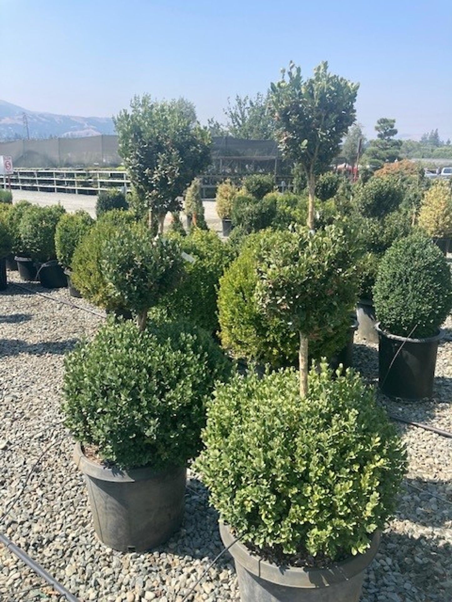 Buxus Microphylla Green Mountain 3 Ball - View 4 from www redcrocus com