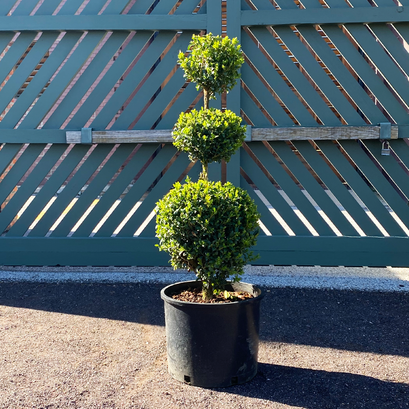 Buxus Microphylla Green Mountain 3 Ball - View 5 from www redcrocus com