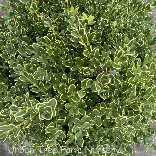 Buxus Microphylla Green Mountain 3 Ball - View 7 from www redcrocus com