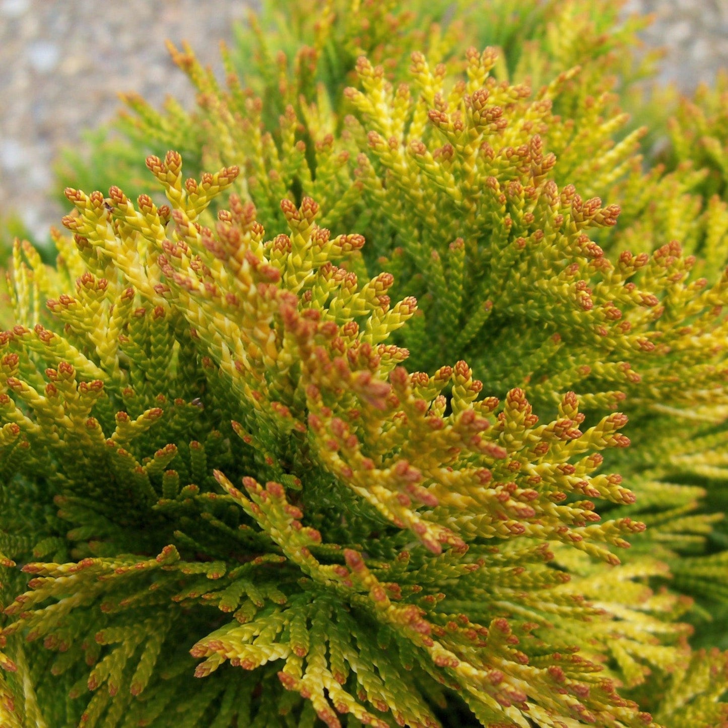 Thuja Occidentalis 'janed Gold' - View 11 from www redcrocus com